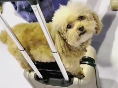 云南BIGBANG团宠小狗是要来的