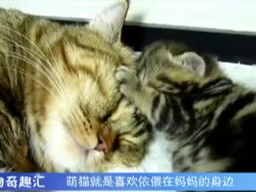 以貌取猫：揭秘猫咪外貌与性格的奇妙关联